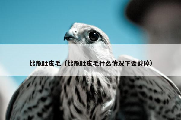 比熊肚皮毛（比熊肚皮毛什么情况下要剪掉）