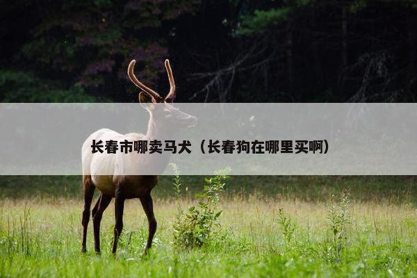长春市哪卖马犬（长春狗在哪里买啊）