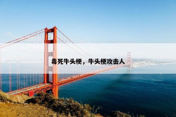 毒死牛头梗，牛头梗攻击人