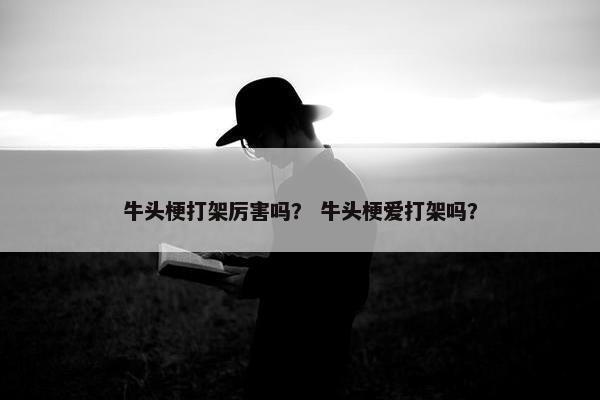 牛头梗打架厉害吗？ 牛头梗爱打架吗？