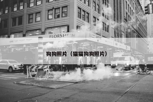 狗狗照片（猫猫狗狗照片）