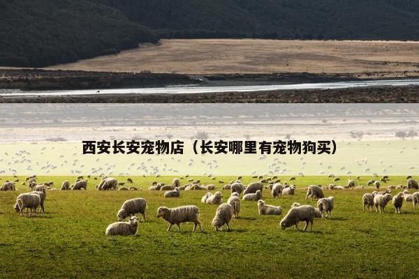 西安长安宠物店（长安哪里有宠物狗买）