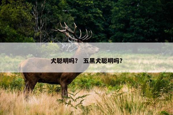 犬聪明吗？ 五黑犬聪明吗？