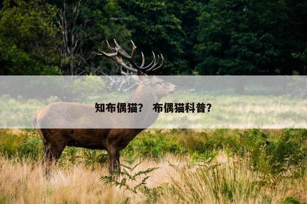 知布偶猫？ 布偶猫科普？
