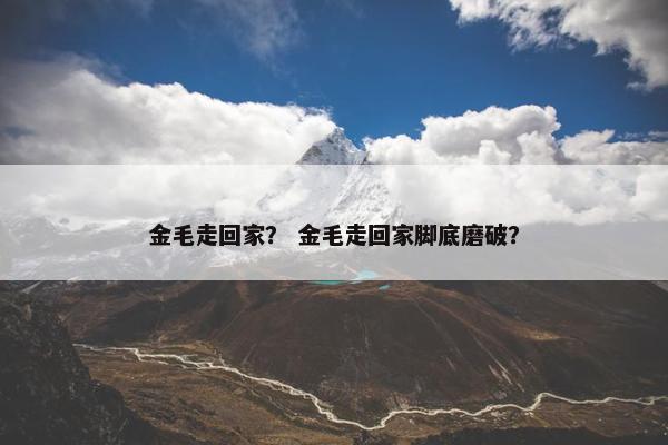 金毛走回家？ 金毛走回家脚底磨破？