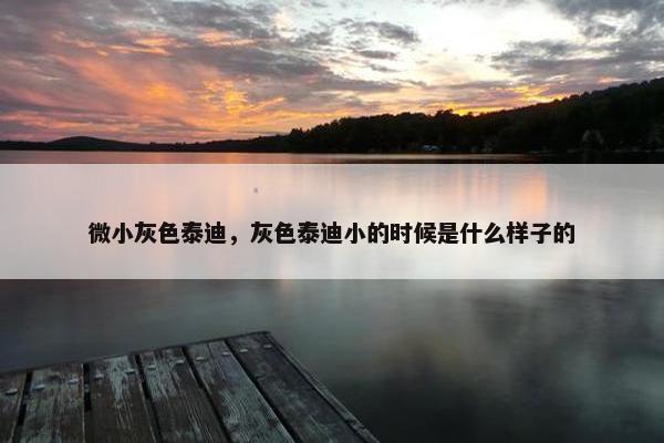 微小灰色泰迪，灰色泰迪小的时候是什么样子的