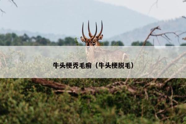 牛头梗秃毛癣（牛头梗脱毛）