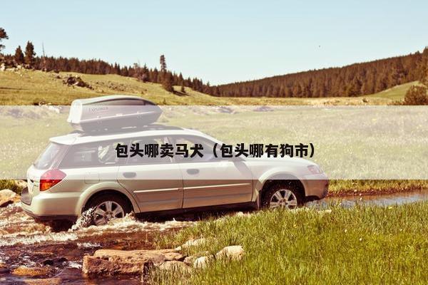 包头哪卖马犬（包头哪有狗市）