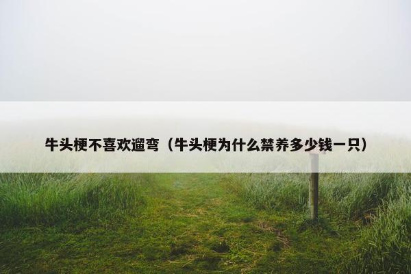 牛头梗不喜欢遛弯（牛头梗为什么禁养多少钱一只）