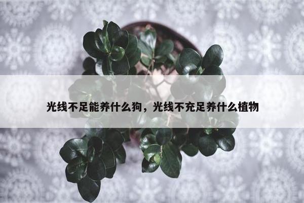 光线不足能养什么狗，光线不充足养什么植物