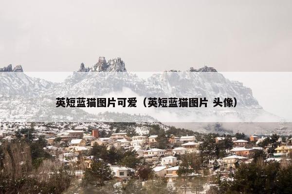 英短蓝猫图片可爱（英短蓝猫图片 头像）