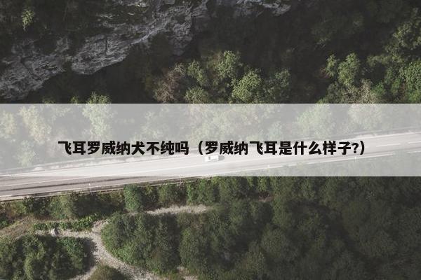 飞耳罗威纳犬不纯吗（罗威纳飞耳是什么样子?）