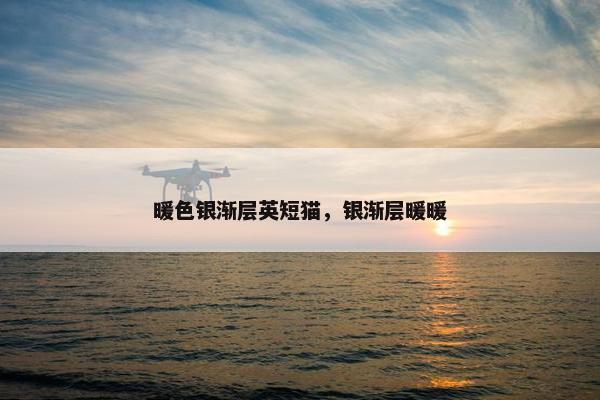 暖色银渐层英短猫，银渐层暖暖