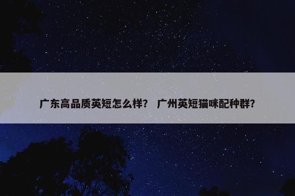广东高品质英短怎么样？ 广州英短猫咪配种群？