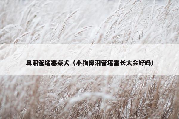 鼻泪管堵塞柴犬（小狗鼻泪管堵塞长大会好吗）