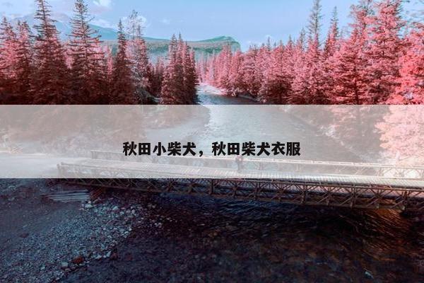 秋田小柴犬，秋田柴犬衣服