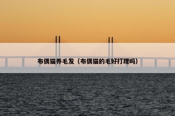 布偶猫养毛发（布偶猫的毛好打理吗）