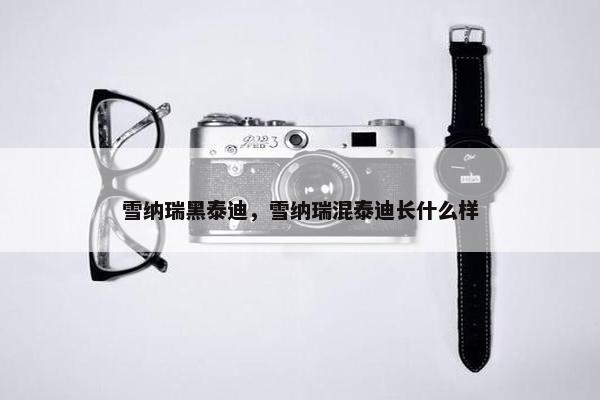 雪纳瑞黑泰迪，雪纳瑞混泰迪长什么样