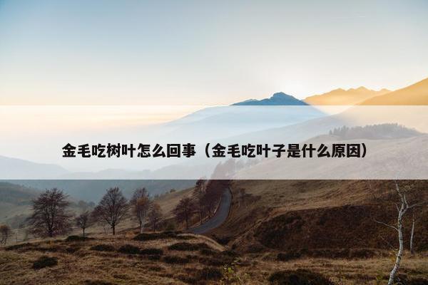 金毛吃树叶怎么回事（金毛吃叶子是什么原因）