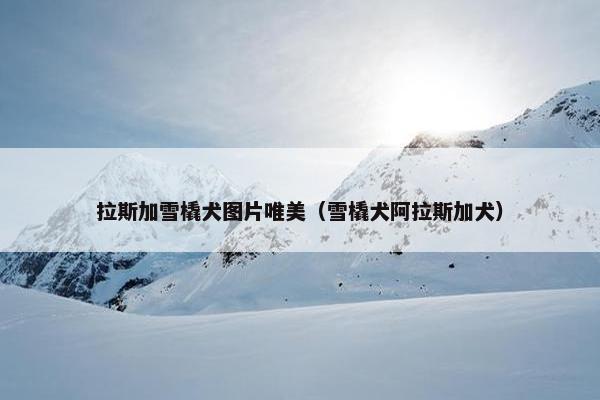 拉斯加雪橇犬图片唯美（雪橇犬阿拉斯加犬）