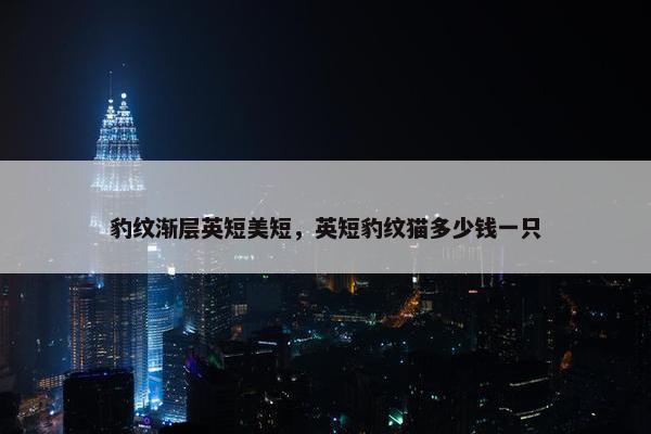豹纹渐层英短美短，英短豹纹猫多少钱一只