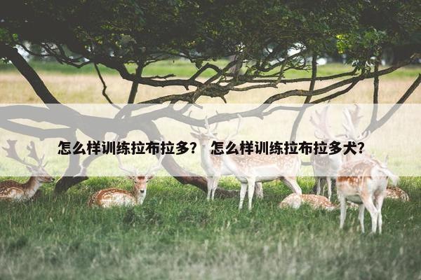 怎么样训练拉布拉多？ 怎么样训练拉布拉多犬？