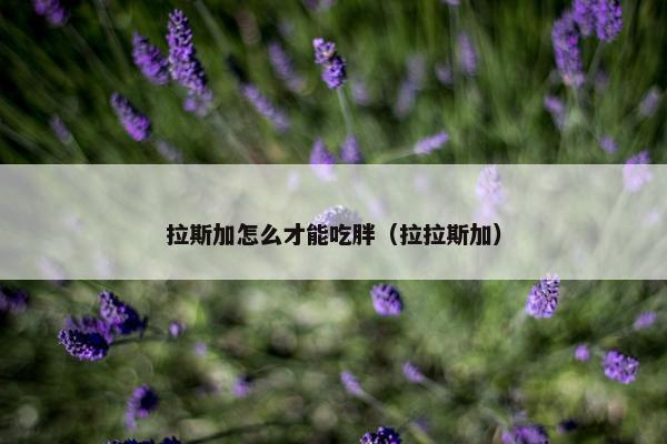 拉斯加怎么才能吃胖（拉拉斯加）