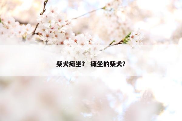 柴犬瘫坐？ 瘫坐的柴犬？