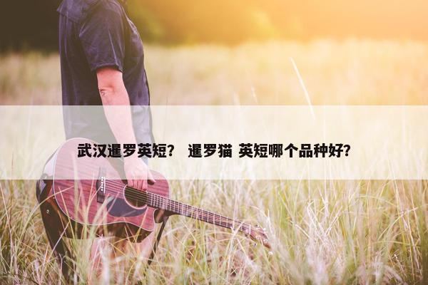 武汉暹罗英短？ 暹罗猫 英短哪个品种好？
