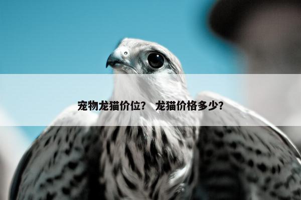 宠物龙猫价位？ 龙猫价格多少？