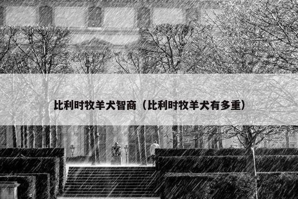 比利时牧羊犬智商（比利时牧羊犬有多重）