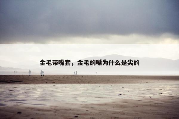 金毛带嘴套，金毛的嘴为什么是尖的