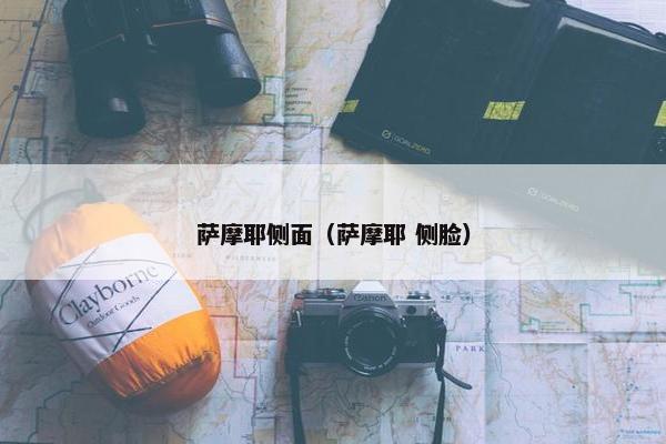 萨摩耶侧面（萨摩耶 侧脸）