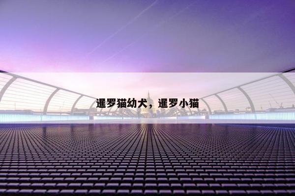 暹罗猫幼犬，暹罗小猫