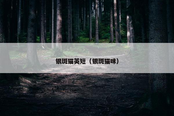 银斑猫英短（银斑猫咪）