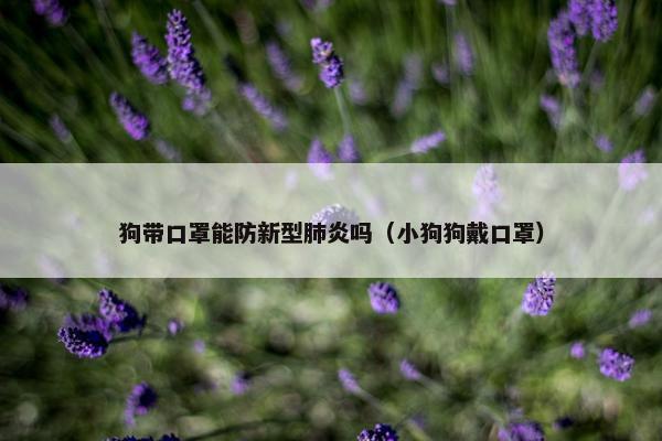 狗带口罩能防新型肺炎吗（小狗狗戴口罩）