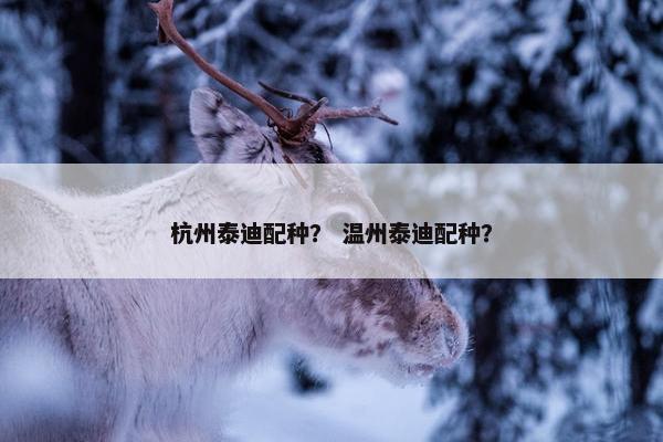 杭州泰迪配种？ 温州泰迪配种？
