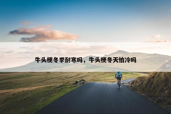 牛头梗冬季耐寒吗，牛头梗冬天怕冷吗