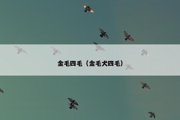 金毛四毛（金毛犬四毛）