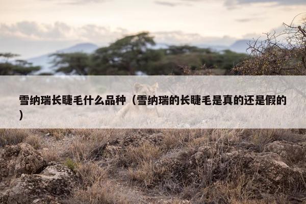 雪纳瑞长睫毛什么品种（雪纳瑞的长睫毛是真的还是假的）