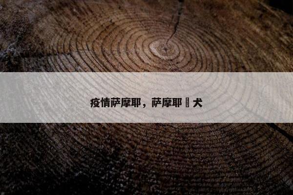 疫情萨摩耶，萨摩耶徳犬