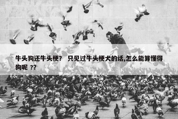 牛头狗还牛头梗？ 只见过牛头梗犬的话,怎么能算懂得狗呢 ?？