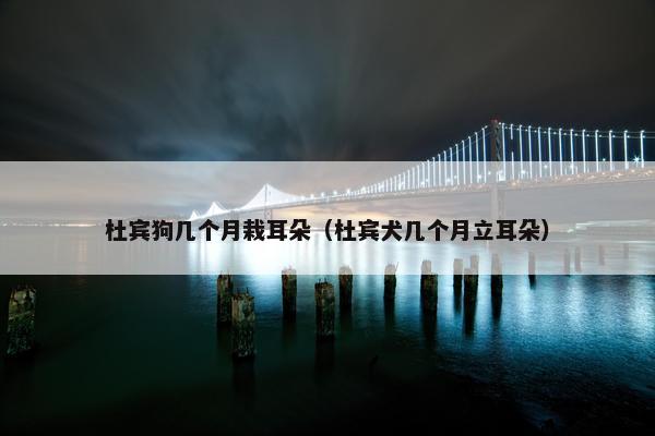 杜宾狗几个月栽耳朵（杜宾犬几个月立耳朵）