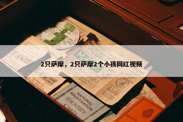 2只萨摩，2只萨摩2个小孩网红视频