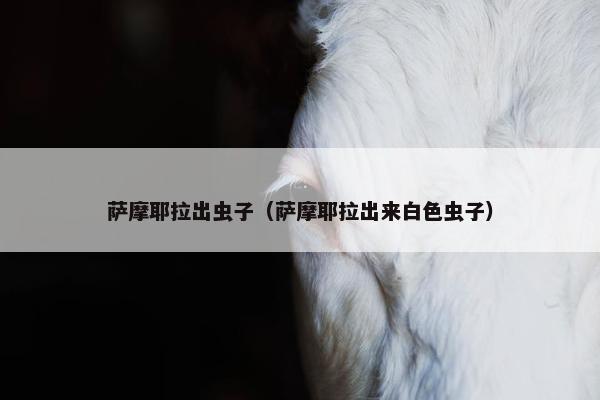 萨摩耶拉出虫子（萨摩耶拉出来白色虫子）