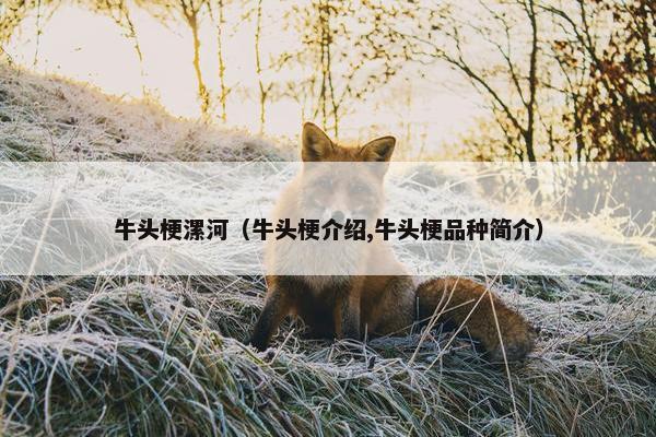 牛头梗漯河（牛头梗介绍,牛头梗品种简介）