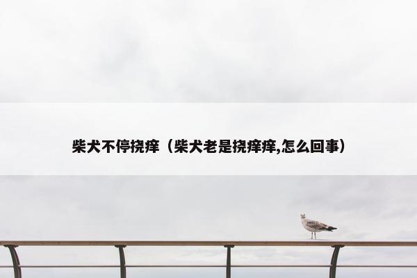 柴犬不停挠痒（柴犬老是挠痒痒,怎么回事）