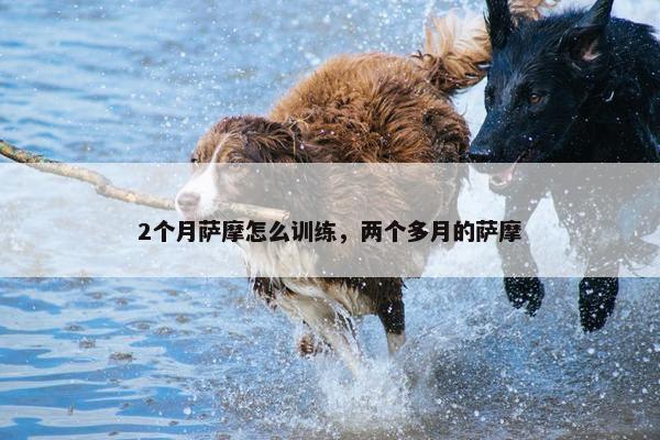 2个月萨摩怎么训练，两个多月的萨摩