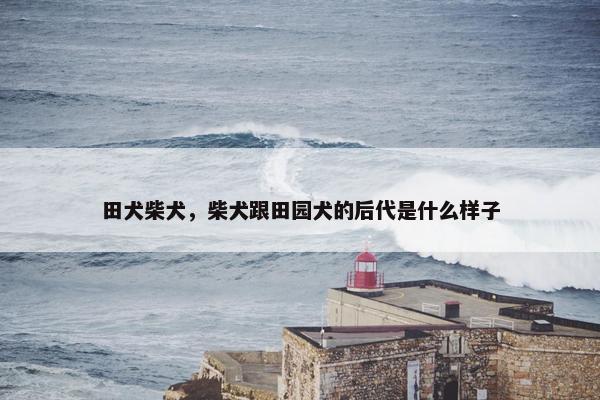 田犬柴犬，柴犬跟田园犬的后代是什么样子