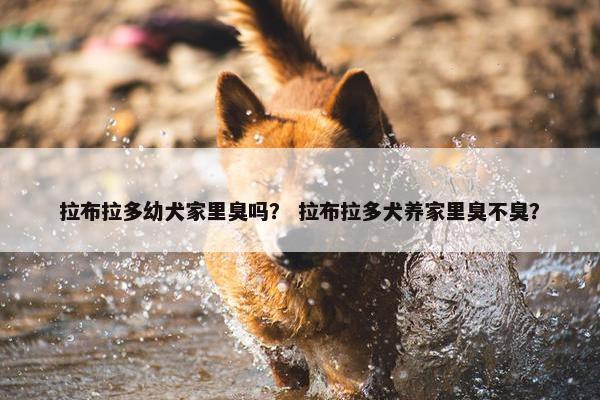 拉布拉多幼犬家里臭吗？ 拉布拉多犬养家里臭不臭？